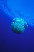 Crown Jellyfish, Caribbean, Cuba