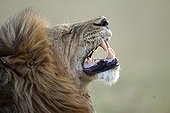Portrait of Lion yawn Reserve Masai Mara Kenya 