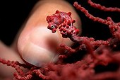 Size difference Pygmy Seahorse and Little Finger, Papua New Guinea