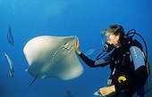 Rayfeeding Bluespotted stingray, Pacific, French Polynesia