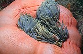 Western skunk anemone-fish, Indopacific, Indonesia