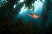 Weedy Sea Dragon, Tasmania, Australia