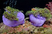 Nosestripe clownfish (Amphiprion akallopisos) in magnificent sea anemone, Komodo, Flores Sea, Indonesia