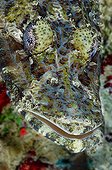 Crocodile Flathead Fish, Wakatobi, Celebes, Banda Sea, Indonesia