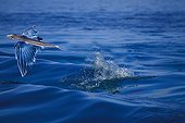 Flying fish, Caribbean Sea