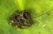 White-clawed crayfish, Italy