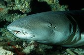 Tawny nurse shark, Indian Ocean, Maldives