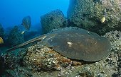Round stingray, Madeira Atlantic Ocean, Portugal