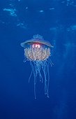 Crown jellyfish, Red Sea, Egypt