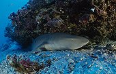 Tawny nurse shark, Indian Ocean, Seychelles