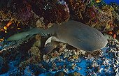 Tawny nurse shark, Indian Ocean, Seychelles