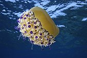 Mediterranean Jellyfish, Elba, Mediterranean Sea, Italy