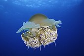 Mediterranean Jellyfish, Elba, Mediterranean Sea, Italy