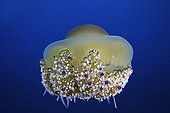 Mediterranean Jellyfish, Elba, Mediterranean Sea, Italy