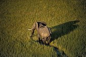 African elephant walking in swamps Botswana