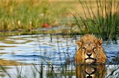 Lion across the Khwai river to swim Moremi Botswana 