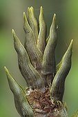 Shoot of black bamboo 'Henonis'