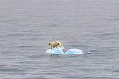 Polar Bears mother & cub distressed on little ice floe drift ; The little ice floe drifting 12 miles from the coast in the Strait. The cub will probably not make it since iceberg was melting rapidly and cubs are unable to swim that long.