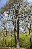 Dumast oak des 6 Frères in Yonne France