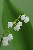 Lily of the valley in flower in May in a garden France