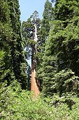 Sequoia General Sherman most viel tree of the world ; Height: 83 m ; age estimated in about 2 200 years.