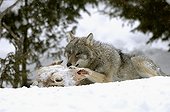 Loup rongeant un crâne de cervidé dans la neige Suède