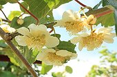 Flower of Kiwi in an orchard at Saint-Paulet-de-Caisson