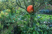 Pumpkin 'Deep red of Etampes' in a pear tree 'Conference' ; Pear tree 'Durondeau'