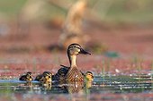 Gadwall female and chicks Kerkini lake Greece