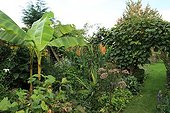Exuberance and exoticism in the Garden of Marie-Ange France ; From the left to the right :  Cup-plant, Japanese banana, Joe-pye weed, Scarlet Ginger Lily and Kiwi