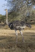Ostrich in Nguuni Nature Reserve Mombasa Kenya
