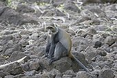 Sykes monkey at Mzima Springs Tsavo East National Park Kenya