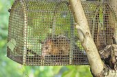 Black-eared Opossum in a trap in Martinique