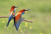 European Bee-eaters on a branch Kerkini lake Greece