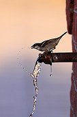 House Sparrow drinking to a fontain Kerkini Lake Greece