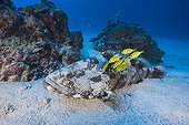 Malabar Grouper and Pilotfishes Palau Micronesia