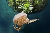 Mastigias Jellyfish Rock Islands Palau Micronesia