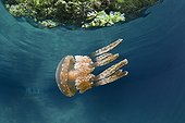 Mastigias Jellyfish Rock Islands Palau Micronesia