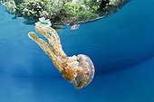 Mastigias Jellyfish Rock Islands Palau Micronesia
