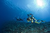 Diver use Reef Hook in Current Palau Micronesia