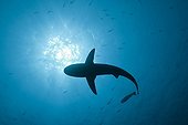 Grey Reef Shark Palau Micronesia