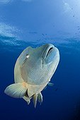 Humpback Wrasse Palau Micronesia