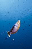 Bignose Unicornfish Palau Micronesia