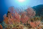 Coral Reef with Sea Fan Palau Micronesia