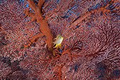 Golden Damsel and Sea Fan Palau Micronesia