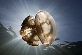 Mastigias Jellyfish in backlight Jellyfish  Palau Micronesia