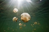 Mastigias Jellyfishes Jellyfish lake Palau Micronesia