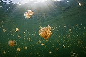 Mastigias Jellyfishes Jellyfish lake Palau Micronesia