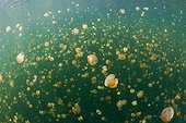 Mastigias Jellyfishes Jellyfish lake Palau Micronesia
