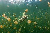 Skin Diving with harmless Jellyfishes Jellyfish Lake Palau